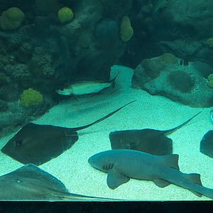 Coral Reefs - 500,000 Gallon Main Exhibit