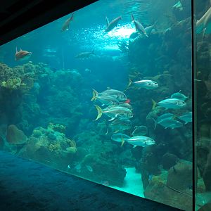 Coral Reefs - 500,000 Gallon Main Exhibit