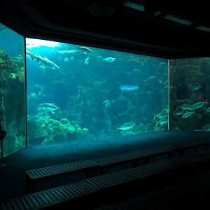 Coral Reefs - 500,000 Gallon Main Exhibit