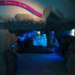Coral Reefs - Coral Caves Exhibits