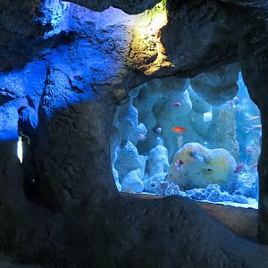 Coral Reefs - Coral Caves Exhibits