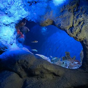 Coral Reefs - Coral Caves Exhibits