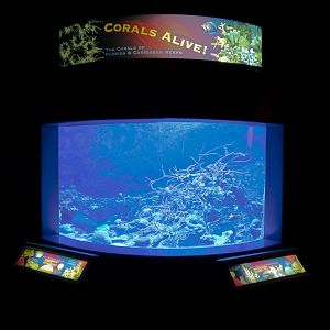 Coral Reefs - Corals Exhibit