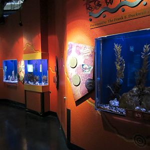 Dragons Down Under - Exhibits