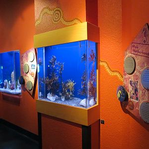 Dragons Down Under - Exhibits