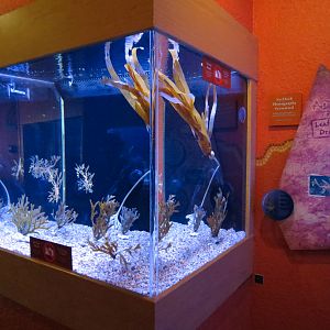 Dragons Down Under - Leafy Sea Dragon Exhibit