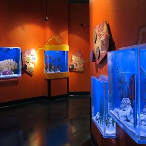 Dragons Down Under - Exhibits