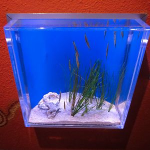 Dragons Down Under - Coral Shrimpfish Exhibit