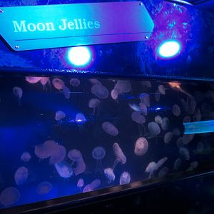 Waves Of Wonder - Moon Jelly Exhibit