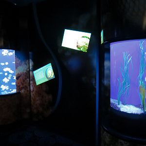 Waves Of Wonder - Jelly Exhibits