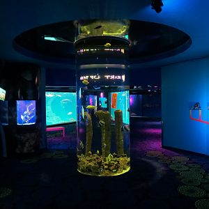 Waves Of Wonder - Round Column Exhibit