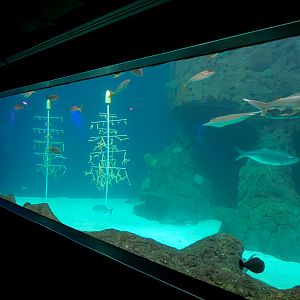 Waves Of Wonder - Heart Of The Sea Exhibit