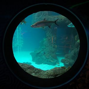 Waves Of Wonder - Heart Of The Sea Exhibit