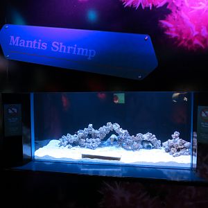 Waves Of Wonder - Mantis Shrimp Exhibit