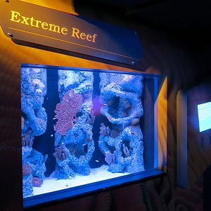 Waves Of Wonder - Extreme Reef Exhibit