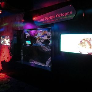 Waves Of Wonder - Giant Pacific Octopus Exhibit