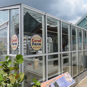 Roof Deck - Coral Farm