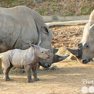 White Rhino Family