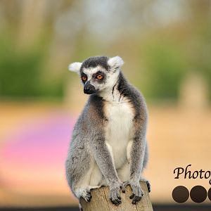 Ring Tailed Lemur