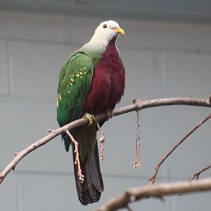 Wompoo Fruit-Dove