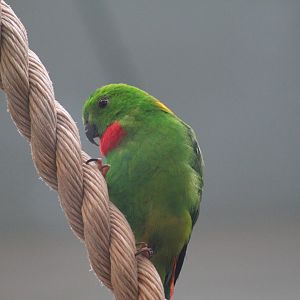 Blue-Crowned Hanging-Parrot
