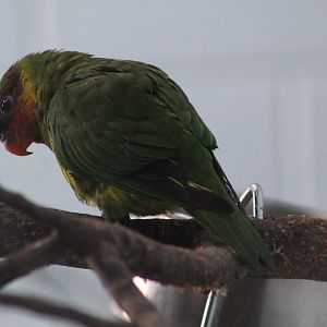 Mindanao Lorikeet