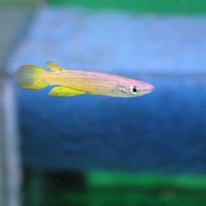 Aplocheilus lineatus "Gold"