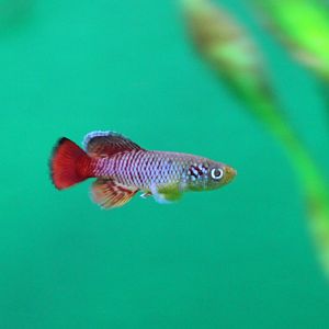 Nothobranchius guentheri