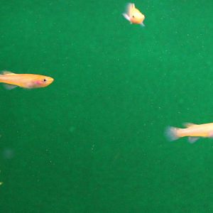 Fundulopanchax gardneri