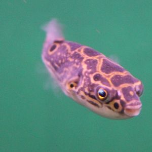 Dichotomyctere ocellatus