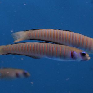 Zebra-barred dartfishes - Pterelreotris zebra