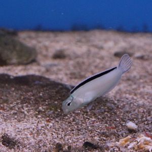 Disco blenny - Meiacanthus smithi