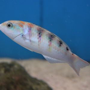 Six-bar wrasse - Thalasoma hardwicke