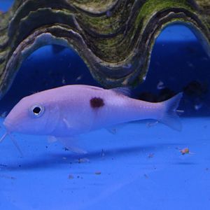 Side-spot goatfish - Parupeneus pleurostigma