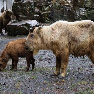 2019-05-26  Golden takin