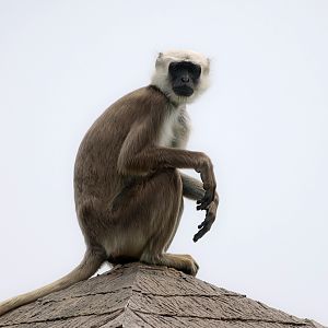 2019-05-27  Gray langur