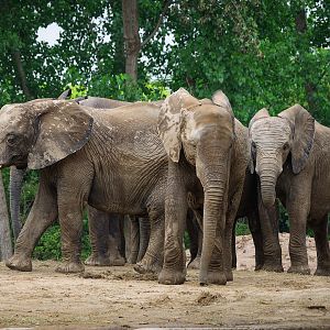 2019-05-27  African elephant