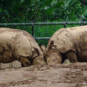 2019-05-27  Indian rhinoceros