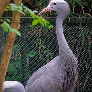 2019-05-27  Blue crane