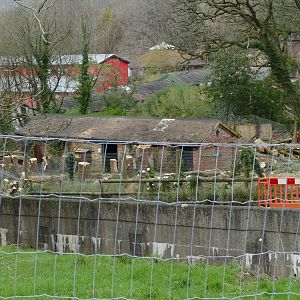 Maned wolf enclosure again, February 2020