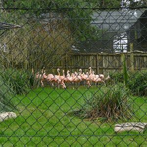 Chilean flamingos, February 2020