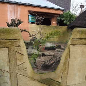 Banded mongoose exhibit, 2020-01-11