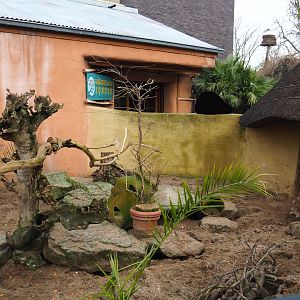 Banded mongoose exhibit, 2020-01-11