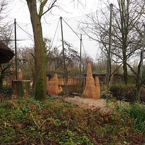 Village weaver, Golden-breasted starling and Vulturine guineafowl aviary, 2020-01-11