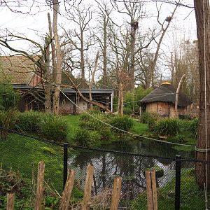 Ring-tailed lemur and Black lemur walk-through exhibit, 2020-01-11
