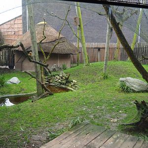 Secretary bird, European roller and Emin's turaco aviary, 2020-01-11
