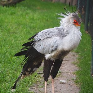 Secretary bird (Sagittarius serpentarius), 2020-01-11