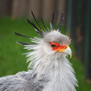 Secretary bird (Sagittarius serpentarius), 2020-01-11