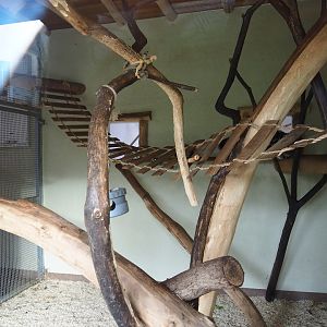 Indoor housing ring-tailed and black lemurs, 2020-01-11