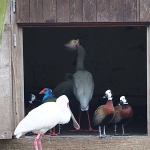 African waterside aviary birds in the doorway of their house, 2020-01-11